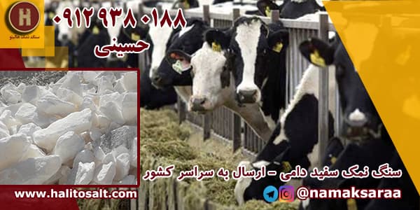 سنگ نمک دام