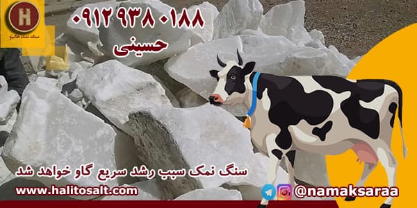 سنگ نمک برای گاو
