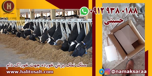 سنگ نمک برای دام